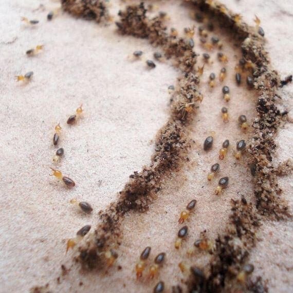 termites - call BJs Consumers Choice 1