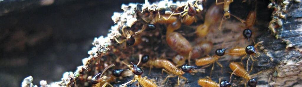 termites - call BJs Consumers Choice 3