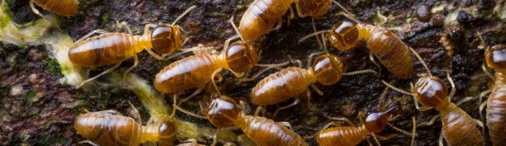 termites - call BJs Consumers Choice 2