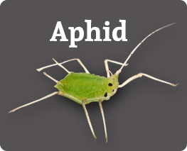 Aphid Treatment, Turlock, BJ's Consumer's Choice Pest Control