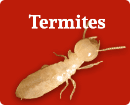Termite Inspection Turlock, BJ's Consumer's Choice Pest Control
